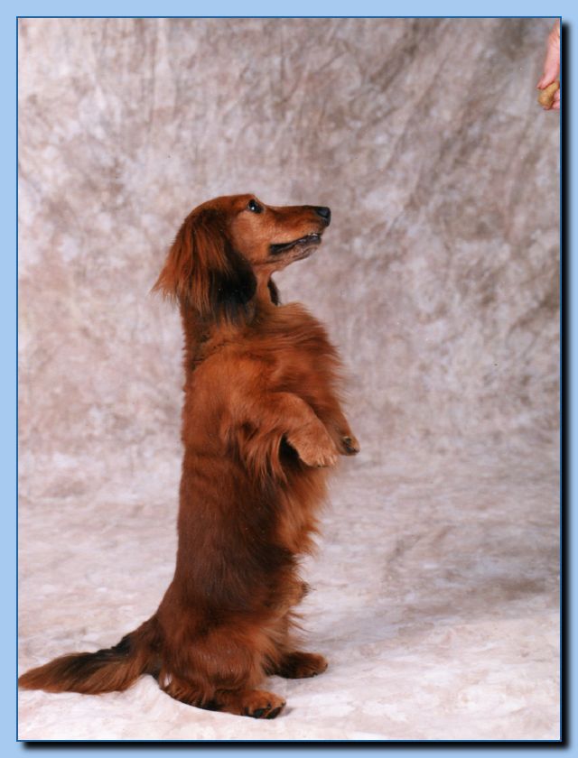 2-44a animal portrait-archive-0004